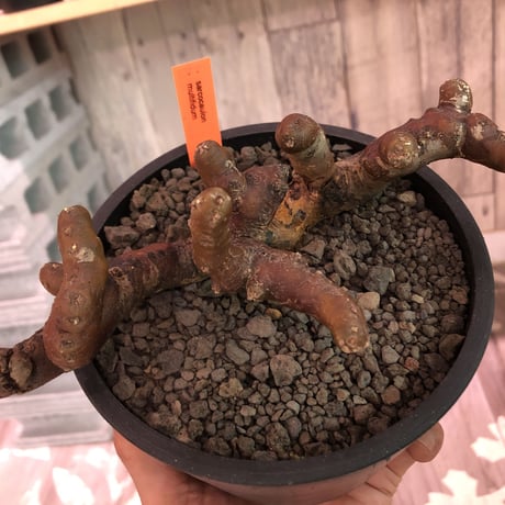 sarcocaulon   multifidum《L size》balance良き、大変人気のあるムルチ‼︎  ※mad  black  pot植え