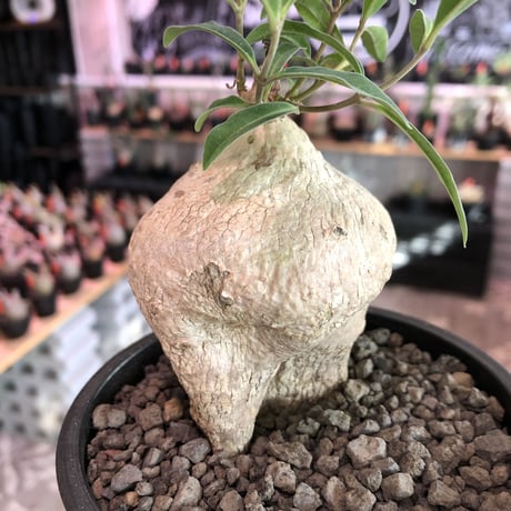 raphionacme zeyheri《M size》希少種※現地球発根済株※店主国内管理5年株※希少性も高く、ぼってり樹形且つ白肌が美しい存在感も抜群な一株※mad black pot植え