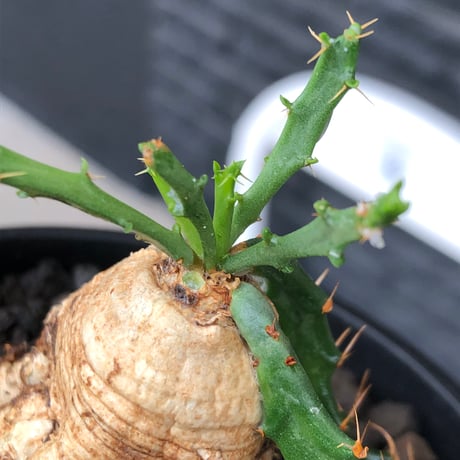 euphorbia micracantha《M size》※現地球株発根済※細く無数に生える長めの棘を持つどっしり構えの男前な一株※black bowl pot植え