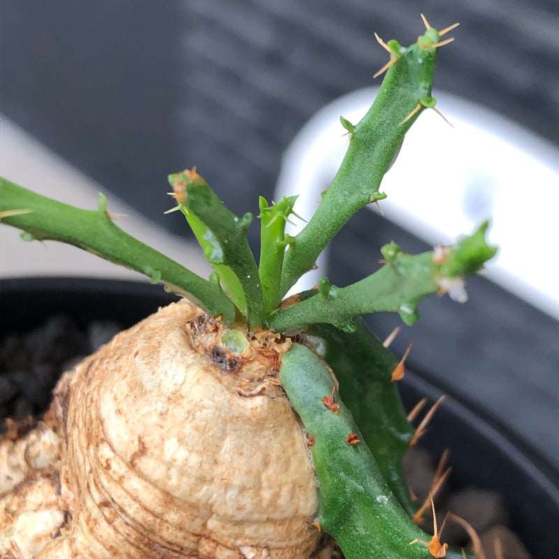 ユーフォルビア ミクラカンサ 怒竜頭 実生 isla del pescado - Euphorbia micracantha-怒竜頭