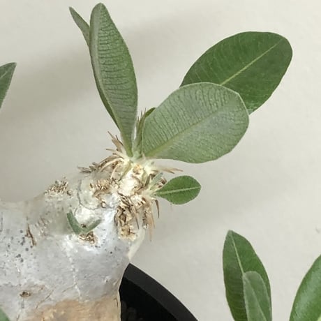 pachypodium  eburneum《L size》※現地球株発根済※エブレらしい樹形に極美しい白肌が魅力的な一株※mad black bowl pot植え