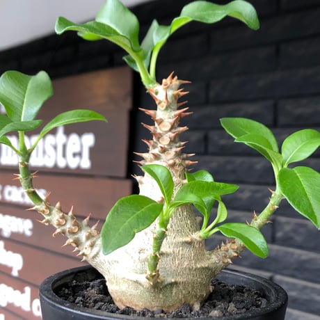 pachypodium windsorii《M size》※選抜littmon seed🌱※weight低き極めてぼってり株元&良枝振樹形※black pot植え