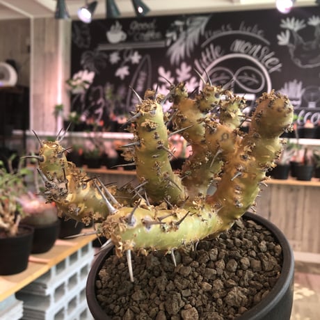 sarcocaulon crassicaule《 大きめL size》※極太且つ多枝振りなwild強刺‼︎美大輪の白花が堪らない‼︎最高枝振りbalance※mad black bowl pot植え
