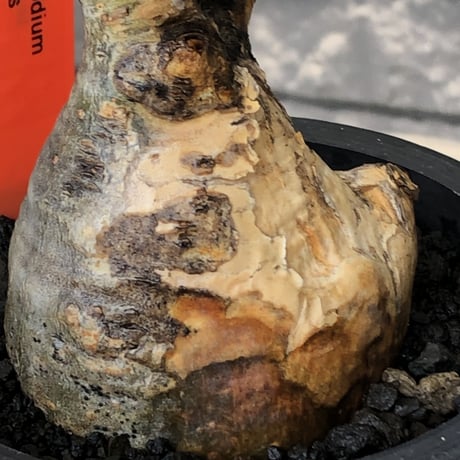 pachypodium gracilius《大きめS size》極‼︎現地焼け肌※現地球発根後店主国内管理3年株※激しすぎる荒々しい現地焼け肌がとびきり魅力※mad black pot植え