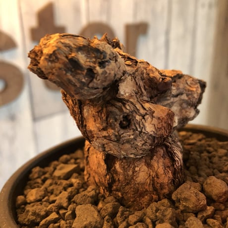 pelargonium triste《L size》※現地球発根済株※かなり大きくぼってり樹形の選抜株‼︎激オススメ株※mad black bowl pot植え