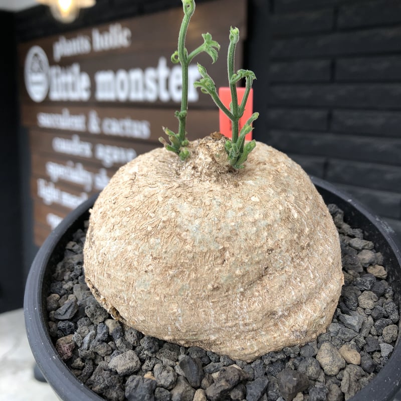 kedrostis africana《大きめL size》※現地球発根後店主国内管理2年株※大