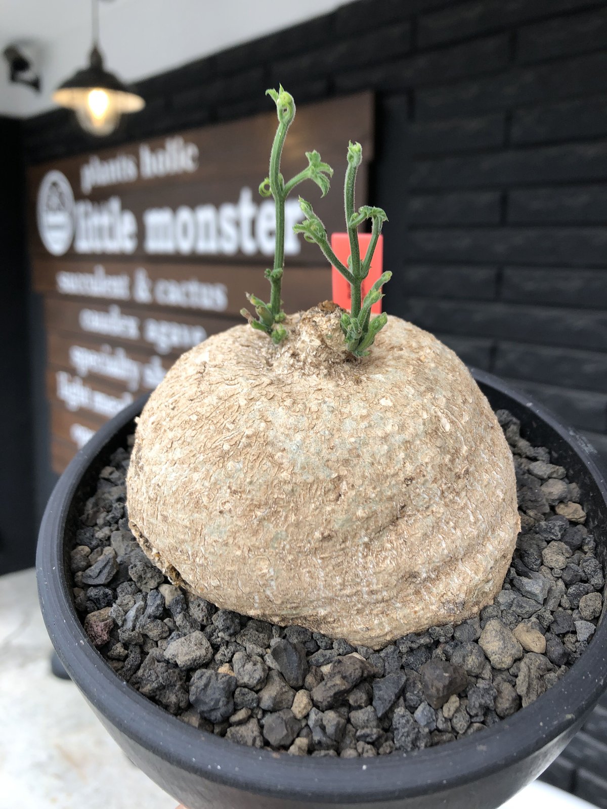 kedrostis africana《大きめL size》※現地球発根後店主国内管理2年株※大