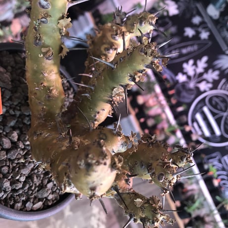 sarcocaulon crassicaule《 大きめL size》※極太且つ多枝振りなwild強刺‼︎美大輪の白花が堪らない‼︎最高枝振りbalance※mad black bowl pot植え