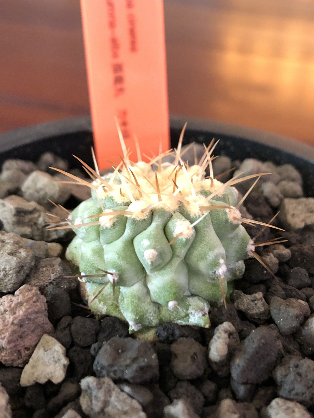 copiapoa cinerea var.columna-alba 孤竜丸《S size》