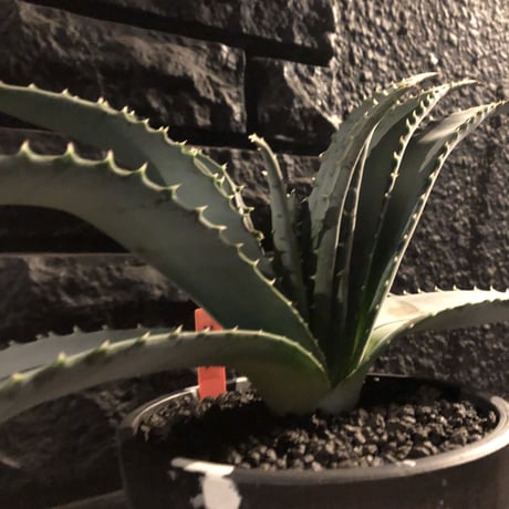 aloe   argyrostachys《L size》現地球発根済み‼︎ マダガスカルの希少種‼︎　※mad black  marble bowl pot植え