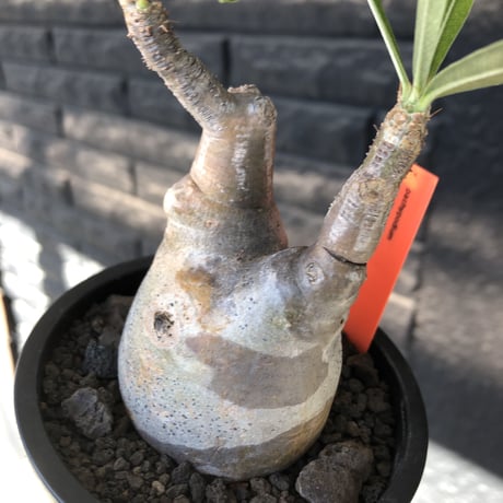 pachypodium gracilius《大きめS size》※現地球発根後店主国内管理2年株※霜降り柄のぼってり株元なバランス良き選抜株※mad black pot植え