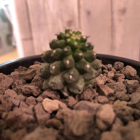 copiapoa   hypogaea《S size》子吹き株※現地球カキ仔自根株※店主国内管理3年株※良き肌質に優しい黒棘がwild且つ魅力的なヒポガエア※mad black pot植え※限定2株