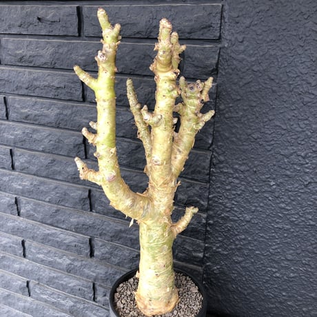 tylecodon  paniculatus《L L size》店主国内管理7年株※唯一無二な極太パニク※激希少big株幅‼︎チレコ最大種の大変オススメ株※mad black bowl pot植え