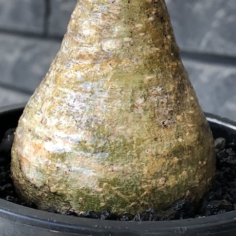 pachypodium gracilius《大きめS size》僅かにgreen肌&球体樹形※現地球発根後店主国内管理2年株※1頭枝のため少し縦に長めながら球体良樹形※mad black pot植え