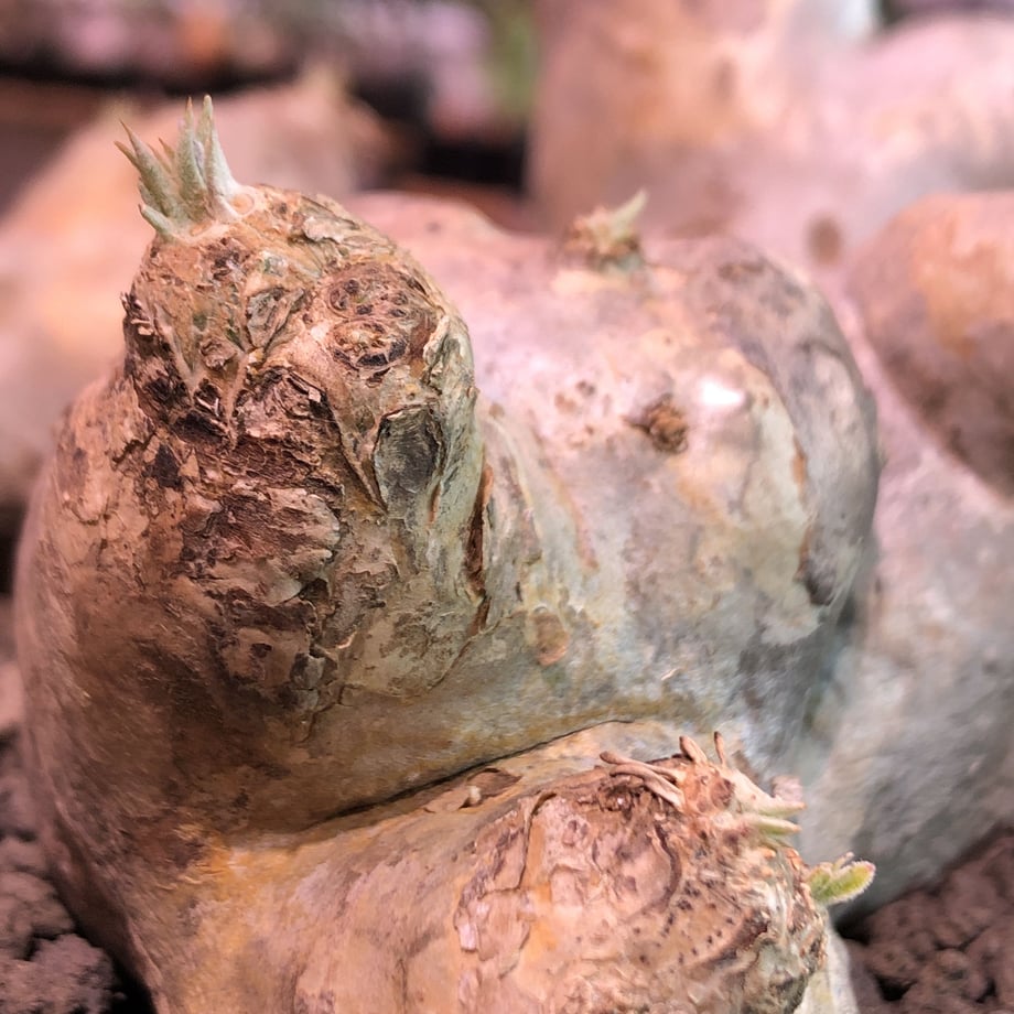 5e66fec468c4626f0810b532