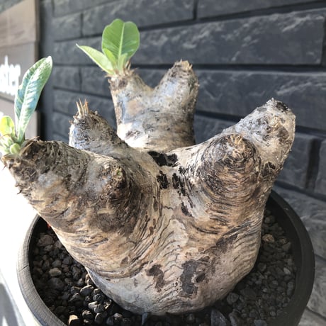 pachypodium  eburneum《LL size》※現地球発根後店主国内管理8年株※エブレらしい樹形に極wild装いの存在感抜群なimpact株※mad black bowl pot植え