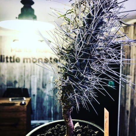didierea  madagascariensis《大きめM size》※激希少株※シルバーの棘に覆われたイカした奴　※mad  black  pot植え