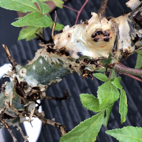 commiphora  africana《大きめL L size》※現地球発根後店主国内管理3年株※美しい佇まい且つ成熟したwild表皮が堪らない※鉄鉢植え