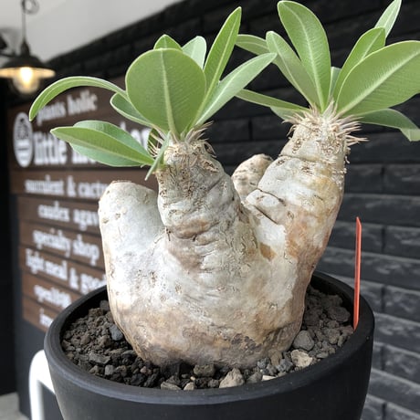 pachypodium  eburneum《L size》※現地球株発根済※メクれ上がった味深き表皮に美しい白肌とのコントラストが堪らない‼︎※mad black bowl pot植え