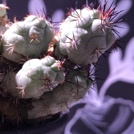 ortegocactus   macdougallii