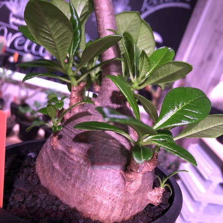 packypodium  decaryi 《 L  size》希少size‼︎ ※現地球発根済み　株元から珍しい程枝を出すでっぷり株‼︎※mad black pot植え