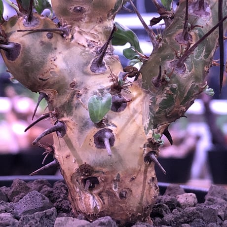 sarcocaulon crassicaule《  M  size》※現地球発根済株※店主国内管理3年株※赤強刺に縮れた葉と白花のギャップ萌えするwildな一株※mad black pot植え