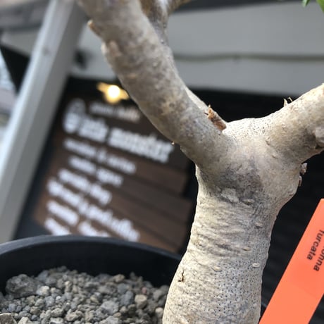 othonna furcata《M size》極白肌&極太幹株※現地球発根後店主国内管理3年株※極美白肌且つ小振りで丁度良きサイズ感※mad black pot植え