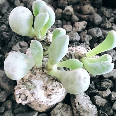 othonna clavifolia《小さめM size》激希少※現地球発根後店主国内管理2年株※個体激減し輸入厳しい中、小振りでも将来有望な低重心な良樹形※mad black pot植え