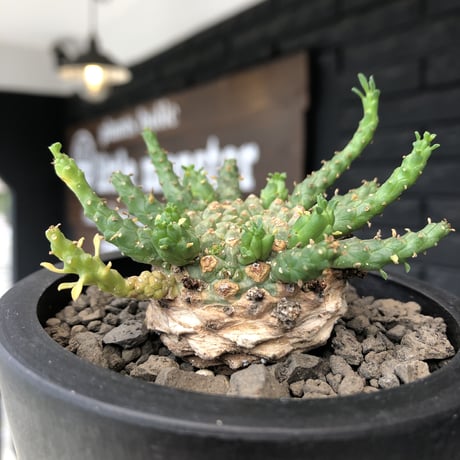 euphorbia gorgonis《M size》※現地球発根後店主国内管理2年株※人気🐙タコもの‼︎美多肉質の葉と木質wild塊根の二面性が魅力※mad  black pot植え