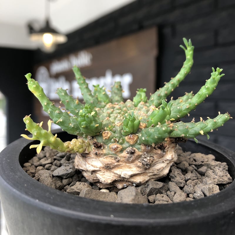 euphorbia gorgonis《M size》※現地球発根後店主国内管理2年株※人気🐙タ