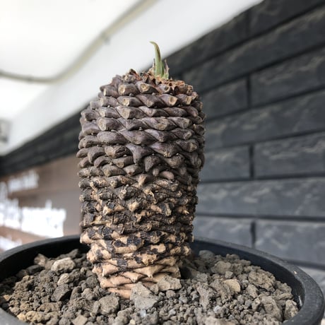 euphorbia bupleurifolia《小さめL size 》※現地球発根後店主国内管理5年株※可愛さカッコよさの二面性＆下部木質化の味深き一株※mad black pot植え
