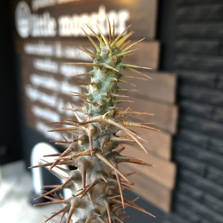 pachypodium  ambongense《L size》驚愕激希少種※現地球発根済株※店主私物株‼︎国内管理5年※現地球ならではの極白肌を持つ良樹形※mad black bowl pot植え