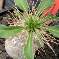 pachypodium  namaquanum 光堂《大きめM size》littmon seed🌱※ちょうど良き手乗りサイズ感の樹形バランスも良き一株‼︎※mad black bowl pot植え