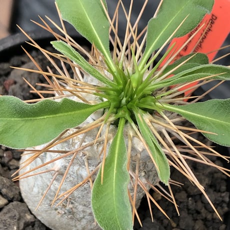 pachypodiumnamaquanu | STORES