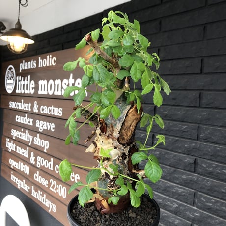 commiphora  holtziana《LL size》極太株※現地球発根後店主国内管理4年株※極太幹&weight低きwildな装い※tall pot植え