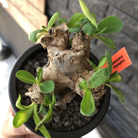 euphorbia itremensis 《M size》※現地球発根後店主国内管理3年株※可愛く枝振りも大変面白い良樹形株‼︎ 更に枝作りし変化も楽しめる一株※mad black pot植え