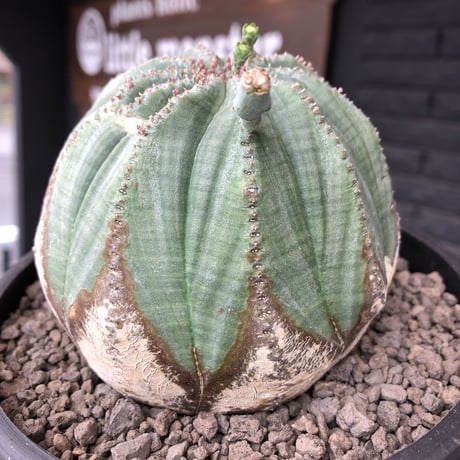 euphorbia  obesa《L size》木質化株※現地球発根後店主国内管理4年株※下部から味深く木質化した激球体bigオベサ※mad black bowl pot植え