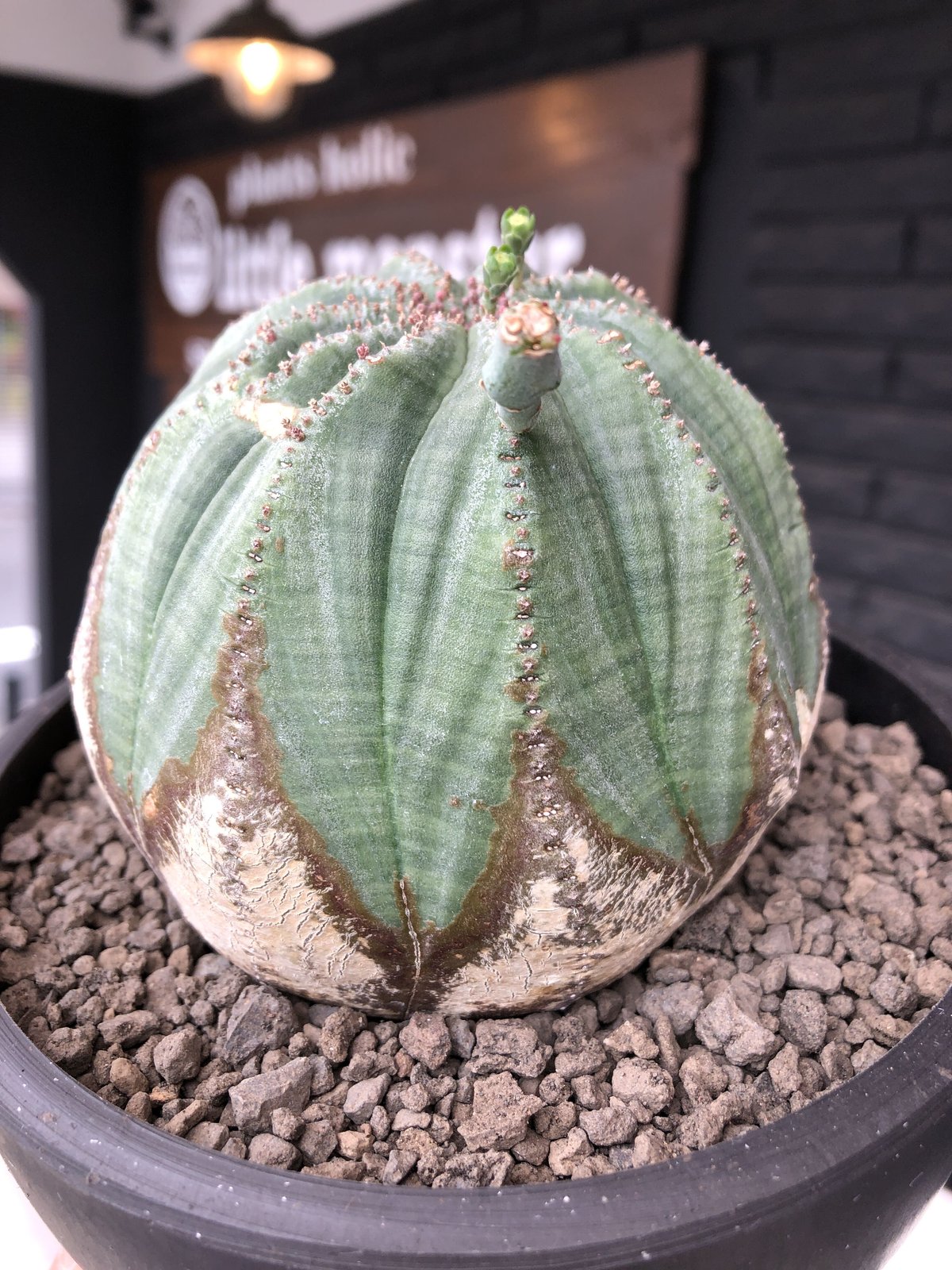 euphorbia obesa《L size》木質化株※現地球発根後店主国内管理4 euphorbia obesa《L size》木質化株※現地球発根後店主国内管理4