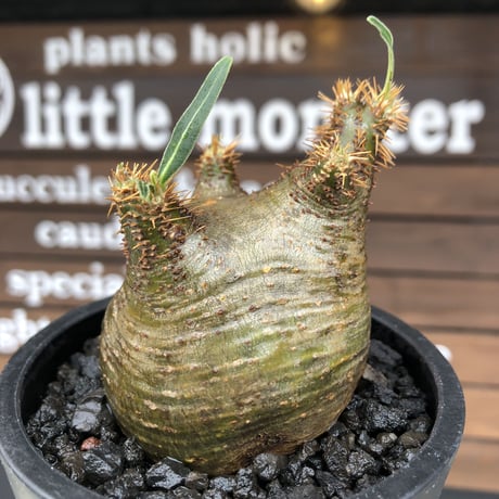 pachypodium gracilius《大きめS size》希少‼︎green肌※現地球発根済株※店主国内管理2年株※weight低き捻くれぼってり樹形が堪らない※mad black pot植え