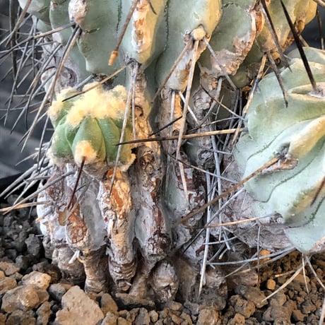 copiapoa cinerea ver.dealbata《L size》※現地球発根後店主国内管理21年株※極上の極みな黒士冠‼︎wild感が堪らない※mad black bowl pot植え