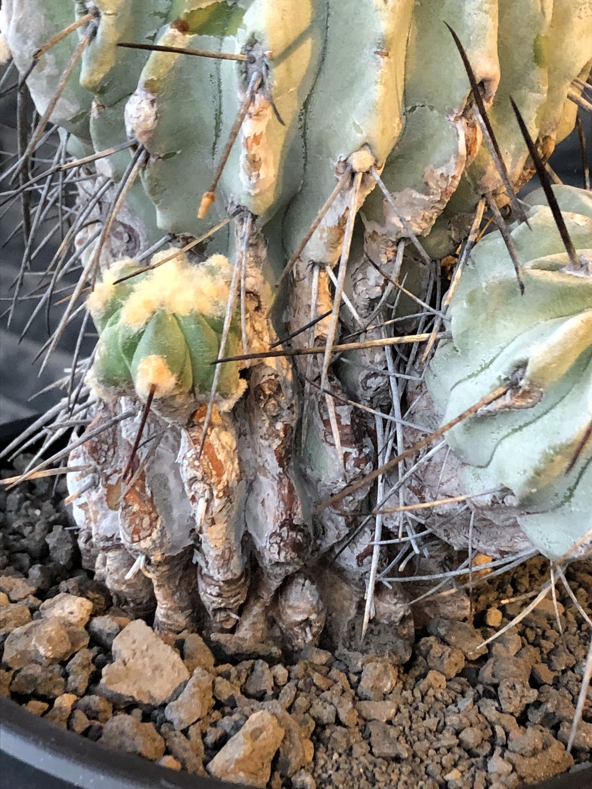 copiapoa cinerea ver.dealbata《L size》※現地球発根後店主国