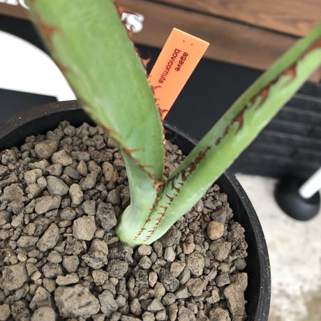 agave  bovicornuta《大きめS size》※発根済株※長短のある赤棘が交互に生える希少性高きボビコルヌータ※mad black pot植え