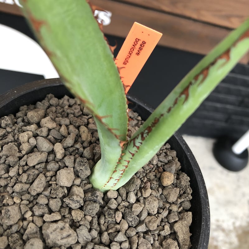 agave bovicornuta《大きめS size》※発根済株※長短のある赤棘が交互に生
