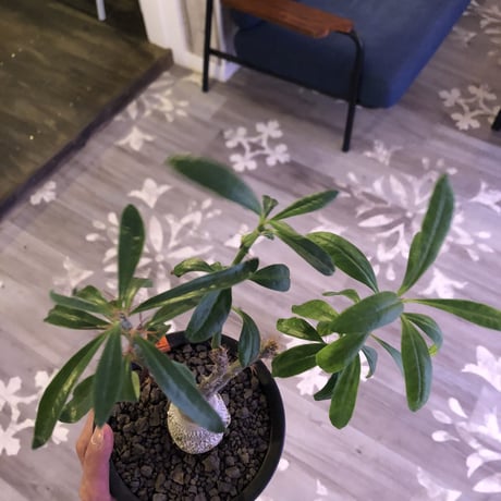 packypodium   bispinosum《M size》