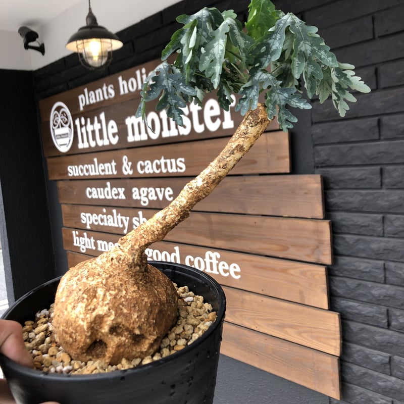 adenia perrieri《L size》店主の力作 | plants holic