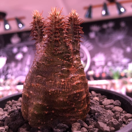 packypodium   gracilius《S size》※現地球発根済株※赤肌でかっこいい表皮‼︎短枝ぼってり樹形が堪らない良質株※mad black bowl pot植え