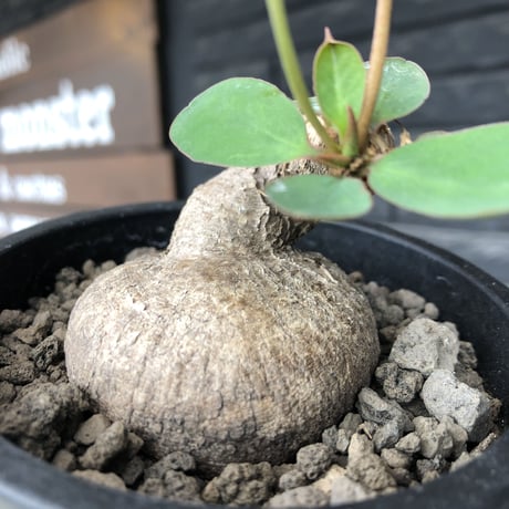 euphorbia primulifolia《大きめM size》※現地球発根後店主国内管理4年株※ぼってり樹形に絶妙balanceのウネリ枝が堪らない一株※mad black pot植え