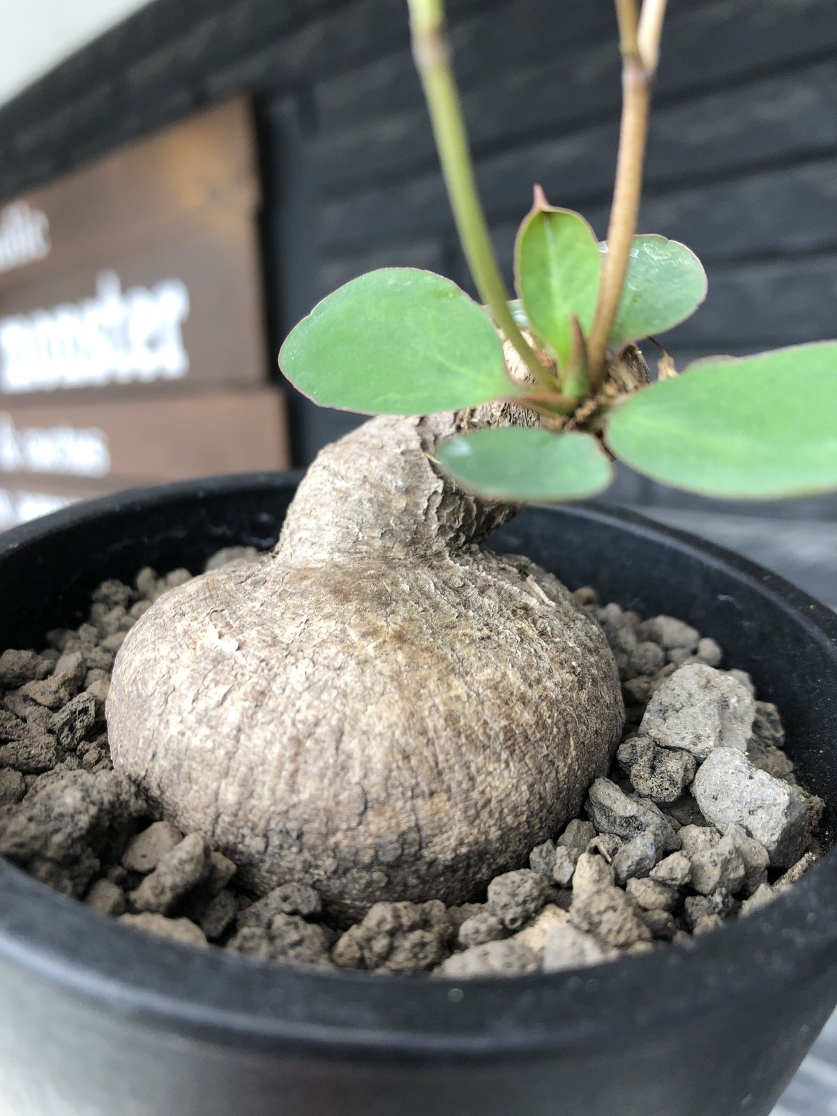 euphorbia primulifolia《大きめM size》※現地球発根後店主国内 euphorbia primulifolia《大きめM size》※現地球発根後店主国内