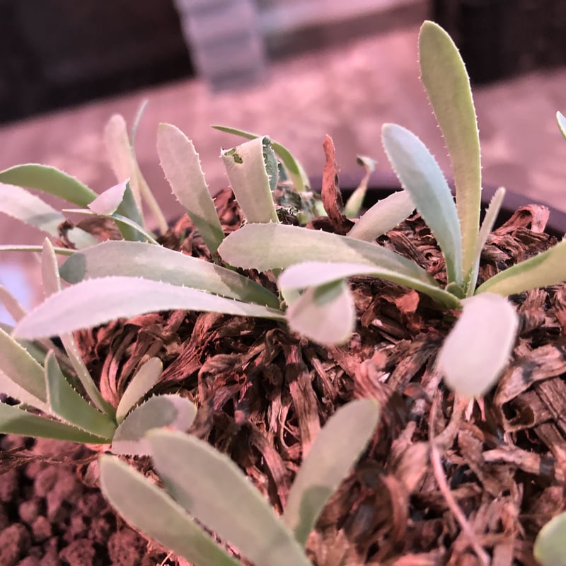 othonna retrorsa《L size》※現地球発根済株※柔らかな🌱葉に