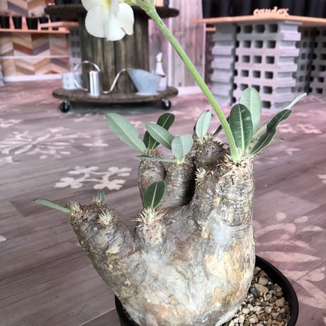 packypodium    roslatum var. eburneum（L size）現地球   未発根株